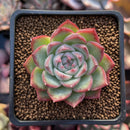Echeveria 'Pink Crystal' 2" Succulent Plant