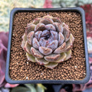 Echeveria 'Citrine' 1"-2" Seed Grown Air Magic Hybrid Succulent Plant