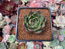Echeveria 'Red Q' 1" New Hybrid Succulent Plant