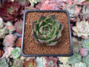Echeveria 'Red Q' 1" New Hybrid Succulent Plant