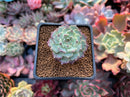 Echeveria 'Sarahime' Hybrid 1" Succulent Plant