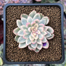 Echeveria 'Mebina' Variegated 1" Succulent Plant