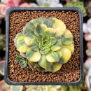 Echeveria 'Viva Chile' Variegated 2" Succulent Plant