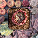 Echeveria Agavoides 'Sarabony' 1"-2" Succulent Plant