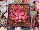 Echeveria 'Mina' 1" Succulent Plant