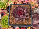 Echeveria Agavoides 'Nike' 2" Succulent Plant