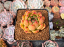 Echeveria Agavoides 'Rose Hill' 2"-3" Succulent Plant