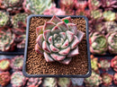 Echeveria 'Fresco' 2" New Hybrid Succulent Plant