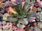 Echeveria 'Primadonna' Variegated 5" Wide Leaf Clone Succulent Plant