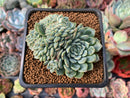 Echeveria 'Primera' Crested 1"-2" Succulent Plant