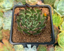 Echeveria Agavoides 'Sarabony' 2" Succulent Plant