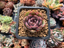 Echeveria sp. 1" Succulent Plant