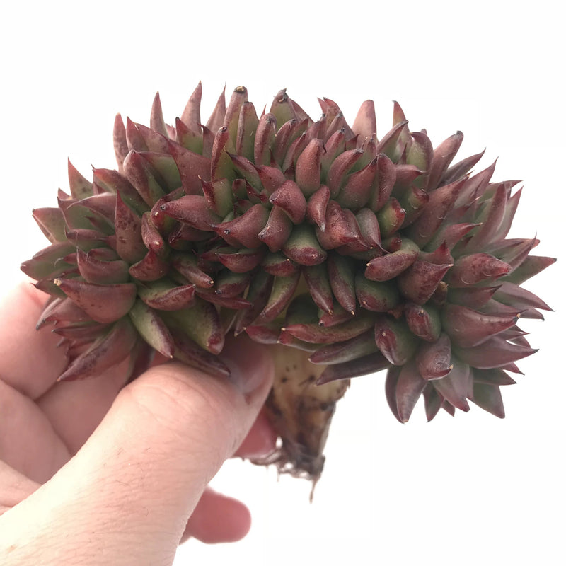 Echeveria Agavoides 'Elk Horn' Crested 3"-4" Rare Succulent Plant