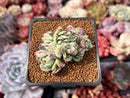 Echeveria 'Pisaro' Crested 2" Succulent Plant