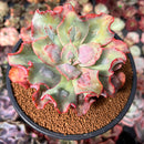 Echeveria 'Blue Spur' 3" Succulent Plant