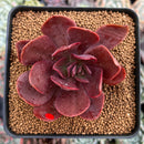 Echeveria 'Hanaikada' Non-Variegated 2"-3" Succulent Plant