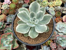 Echeveria 'Lemon Lime' Variegated 4"-5" Succulent Plant