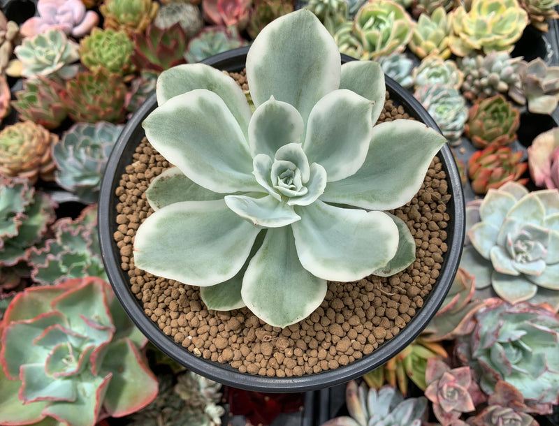 Echeveria 'Lemon Lime' Variegated 4