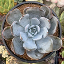 Echeveria 'Cream Sun' 5" (Not E. Ivory) Powdery Succulent Plant