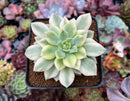 Echeveria 'Fun Queen' Variegated 2"-3" Succulent Plant
