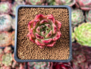 Echeveria Agavoides 'Sarabony' 1" Succulent Plant