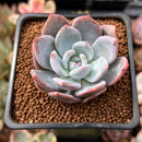 Echeveria 'Trumso' 1" Powdery Succulent Plant