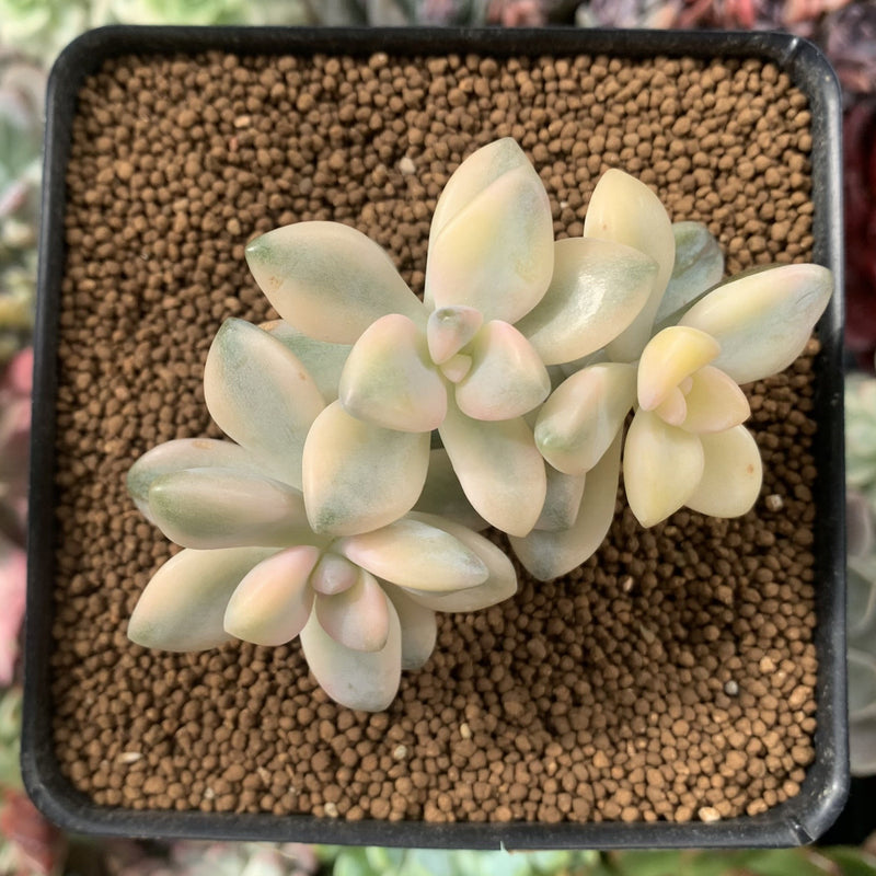 Graptoveria ‘Titubans’ Variegated 2”-3” Cluster Succulent Plant
