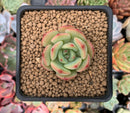 Echeveria 'Black Panther' 1" Succulent Plant