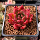 Echeveria Agavoides 'Colosseum' 1"-2" Succulent Plant