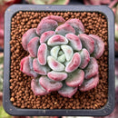 Echeveria 'Lepe' 1" Succulent Plant