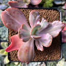 Echeveria 'Berserk' Variegated 2"-3" Cutting Succulent Plant
