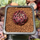 Echeveria 'Black Smoke' 1" Small Succulent Plant
