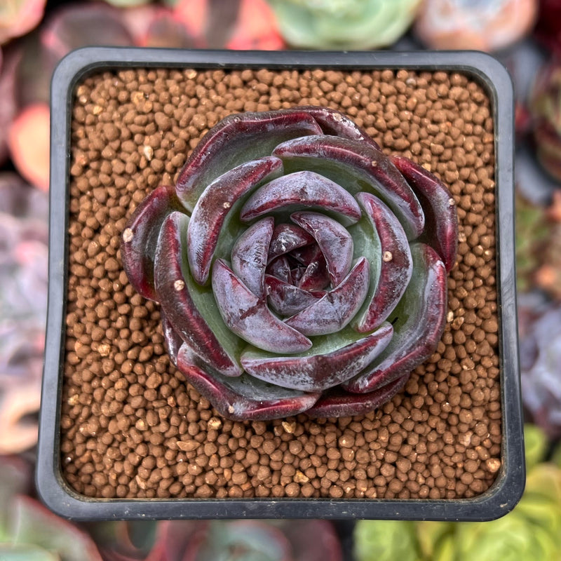 opal succulent plant Echeveria 'Dark Opal' 1" Succulent Plant – True Succulents Plant Co