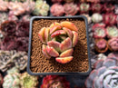 Echeveria 'Green Puff' 2" New Hybrid Succulent Plant