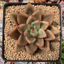 Echeveria Agvoides 'Psyche' 3"-4" Succulent Plant