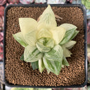 Haworthia 'Cymbiformis' Variegated 3" Succulent Plant