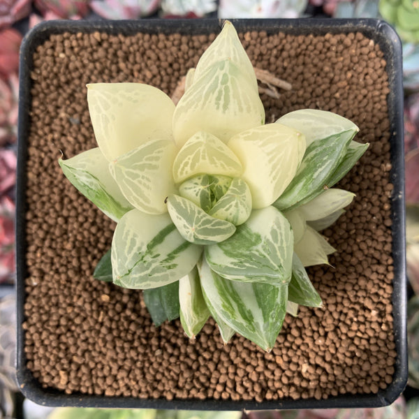 haworthia cymbiformis variegata Haworthia 'Cymbiformis' Variegated 3
