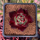 Echeveria Agavoides 'Luming' 2" Succulent Plant