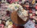Echeveria 'Pulvinata 'Frosty' Crested 3" Succulent Plant