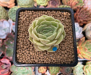 Echeveria 'Onslow' 1" Succulent Plant