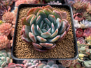 Echeveria 'Star Mark' 3" Succulent Plant