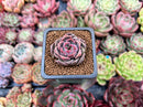 Echeveria 'Herbion' 1" Succulent Plant