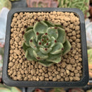 Echeveria Agavoides 'Black Cat' 1" Succulent Plant