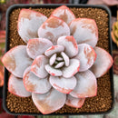 Echeveria 'Laui' 2"-3" Powdery Succulent Plant