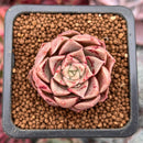 Echeveria 'Ziplet' 1" Succulent Plant