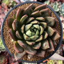 Echeveria Agavoides 'Dietrich' 4" Succulent Plant