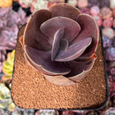 Echeveria 'Brunch Wine' (브런치와인) (Not E. 'Blush Wine') 4"-5" Large Paddle-Shaped Leaves Succulent Plant