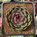 Echeveria Agavoides 'Black Queen' Round-Leaf 2" Succulent Plant