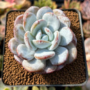 Echeveria 'Laui' 2" Powdery Succulent Plant