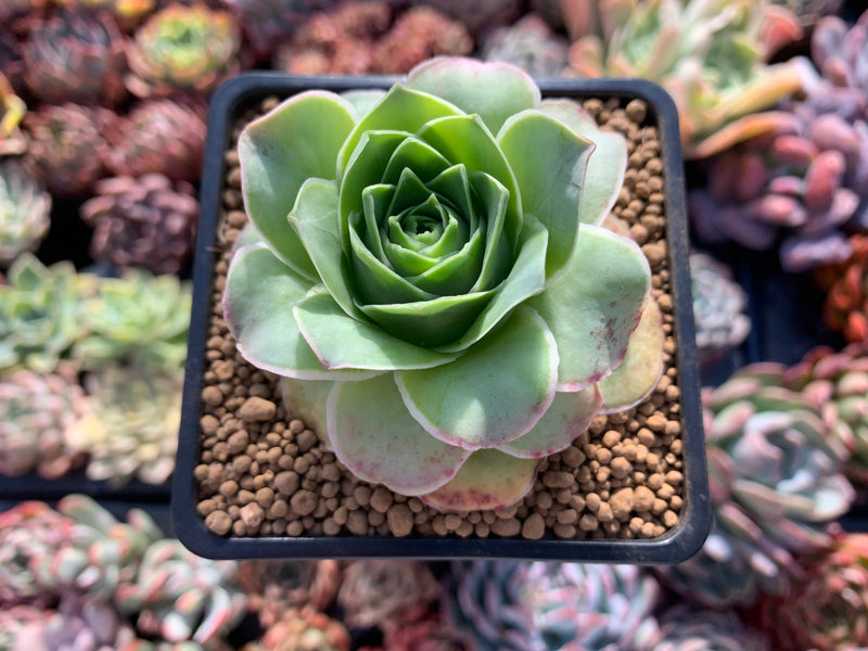 gigantea succulent Greenovia Diplocycla Var. Gigantea 2